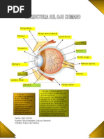 Infografia Del Ojo Humano 2