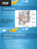 Glandulas Salivales