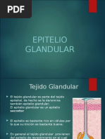 Epitelio Glandular