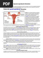 Aparato Reproductor Femenino