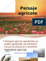 Peisaje Agricole