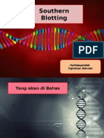 Southern Blotting KLP 7