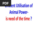 Efficient Utilisation of Animal Power