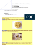 Clasificacion Del Reino Animal y Vegetal