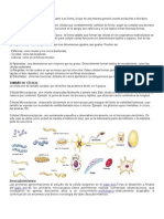 Formas de Célula y Tamaño