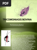 12 Tricomoniasis Bovina PDF