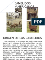 Camelidos Sudamericanos