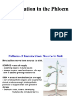 Phloem Lecture