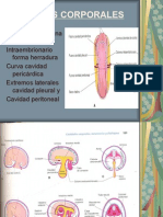 Cavidadescorporalesmesenteriosydiafragma 110609002529 Phpapp02