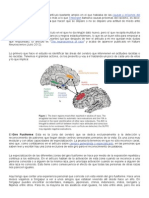 La Neurociencia Del Racismo