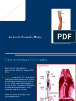 Anatomia y Fisiologia Del Esofago.