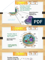 3 - Cell Organelles