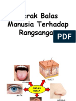 Gerak Balas Manusia Terhadap Rangsangan