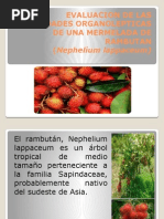 Presentacion Rambutan