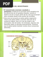 Expo Neuro Conexiones Neoestriadas