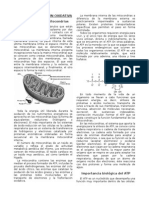 Fosforilación Oxidativa - Resumen