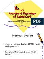 Spinal Cord Anatomy