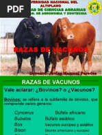 1 Razas de Animales Vacunos