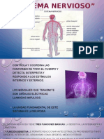 Sistema Nervioso Exposicion