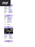 Scientific Classification: Eukaryota Rhizaria Retaria Foraminifera Fusulinida Tetrataxacea