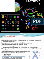 Karyotype