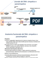 Simpatico e Parasimpatico