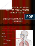 Anatomi Sistem Pernafasan