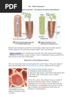 06 Plant Transport Biology Notes IGCSE 2014