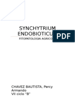 Synchytrium Endobioticum