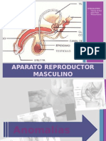 Aparato Reproductor Masculino