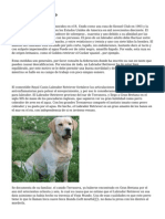 Labrador Embarazo