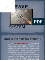 Nervous System