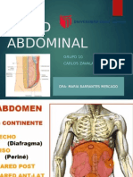 Paredes Del Abdomen