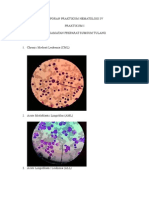 Laporan Praktikum Hematologi IV