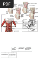 Musculo