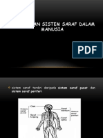 3.2 Peranan Sistem Saraf Dalam Manusia