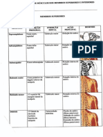 Apostila de Estudo de Músculos Dos Membros Superiores e Inferiores