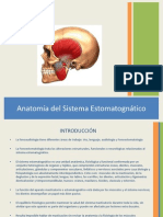 1anatomia Del Sistema Estomatognatico.