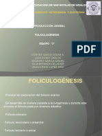 FOLICULOGÉNESIS