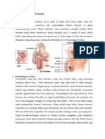 Kanker Testis