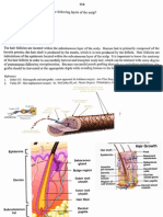 Aesthetic, Breast 2001 PDF