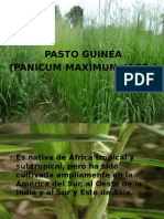 Pasto Guinea