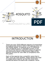 Mosquito Life Cycle