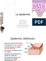 Estructura de La Epidermis.