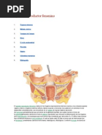 Aparato Reproductor Femenino