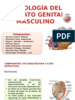 Histologia Del Aparato Genital Masculino