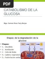 Catabolismo de Glucosa