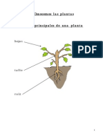 Conocemos Las Plantas PDF