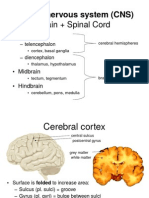 Brain + Spinal Cord: Central Nervous System (CNS)