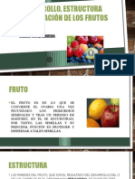 Estructura Clasificacion de Los Frutos